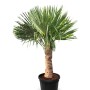 Chinesische Fächerpalme (Trachycarpus fortunei) im Topf, ca. 160cm hoch. Winterharte, exotische Pflanze.