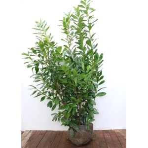 Prunus laurocerasus 'Novita' Heckenpflanze, 175-200 cm hoch, mit dichten, grünen Blättern.
