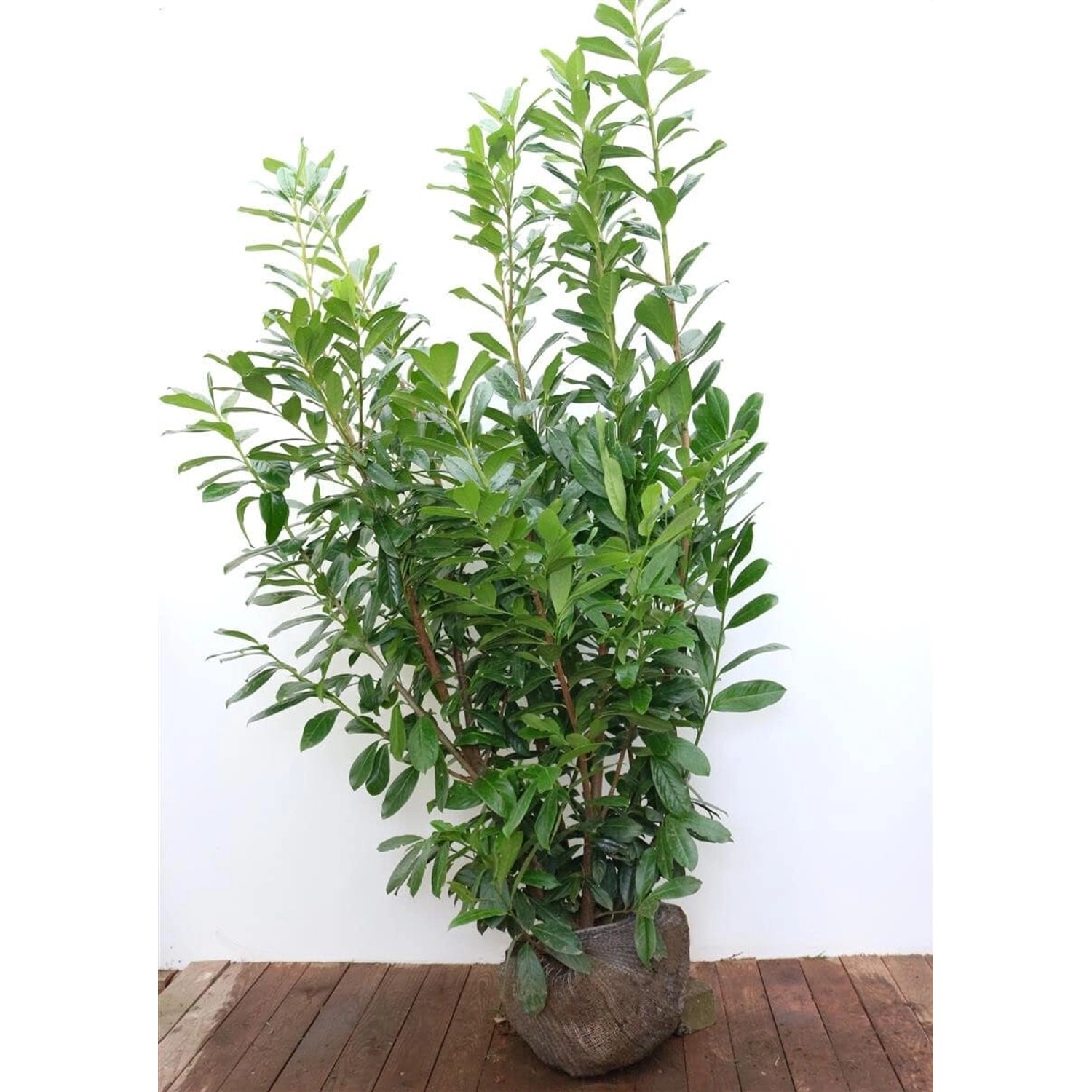 Prunus laurocerasus 'Novita' 175-200 cm günstig online kaufen