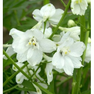 Weißer Rittersporn Moerheim (Delphinium belladonna) im Detail.