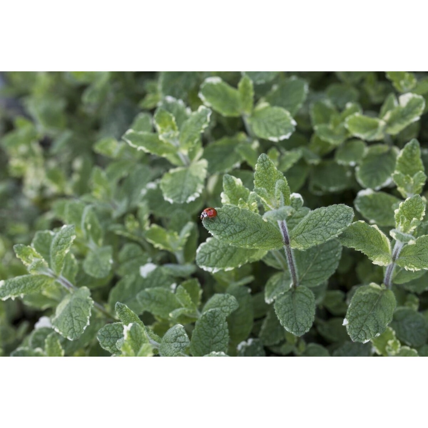 Mentha Suaveolens Variegata Ananasminze Ca. 9x9 cm Topf günstig online kaufen