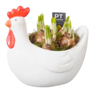 Osterglocken-Arrangement im weißen Huhn-Gefäß (Topf-Ø 21cm) mit grünen Trieben.