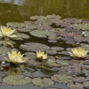 Gelbe Seerose 'Marliacea Chromatella' (Nymphaea) im Teich mit grünen Seerosenblättern.