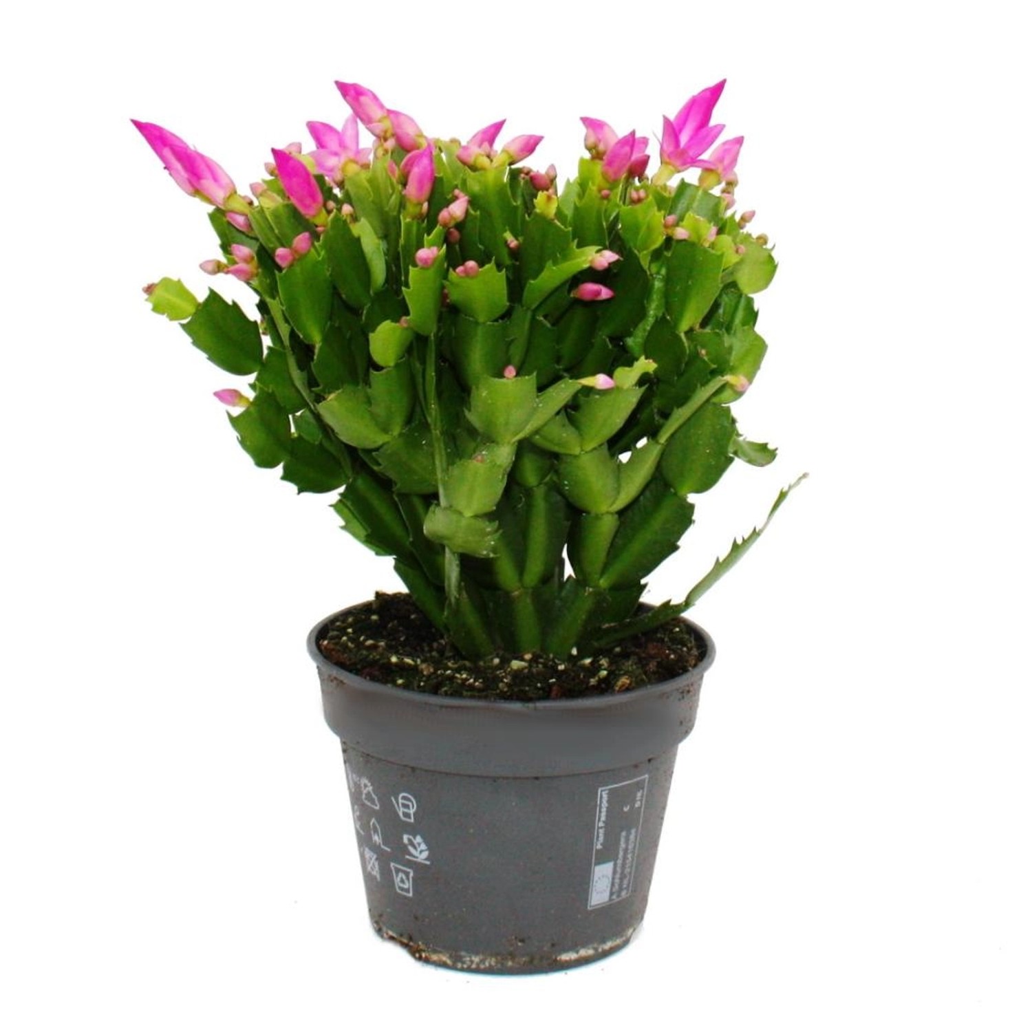 Exotenherz Großer Weihnachtskaktus Schlumbergera XXL 17cm Topf ca. 25-35cm Hoch Rosa Blüten Leuchtend Pink