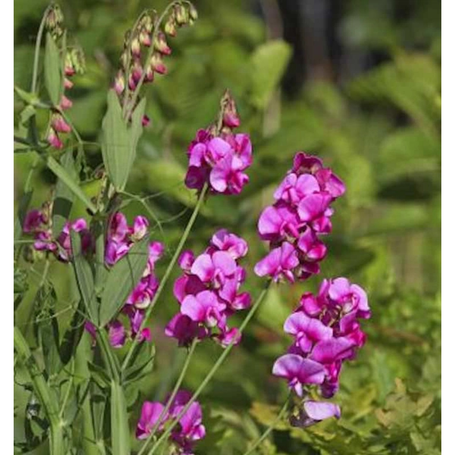 Staudenwicke Rote Perle - Lathyrus latifolius günstig online kaufen