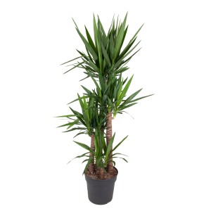 Palmlilie (Yucca) im Topf, ca. 175-185 cm hoch, mit 4 Stämmen und grünen Blättern.