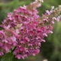 Rispenhortensie Pinky Winky, 40-60 cm hoch, mit rosa Blütenständen.