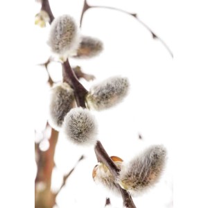 Nahaufnahme der silbrig-weißen Kätzchenblüten der Salix Caprea Nico Kätzchenweide.