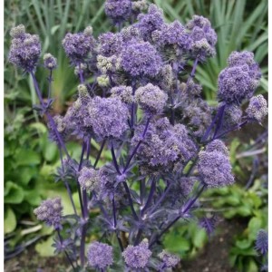 Blühende Blaue Edeldistel (Eryngium planum), eine Staude mit blauen Blüten.