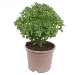 GROW by OBI Griechisches Basilikum im Topf, ca. 14 cm Ø. Ocimum basilicum.