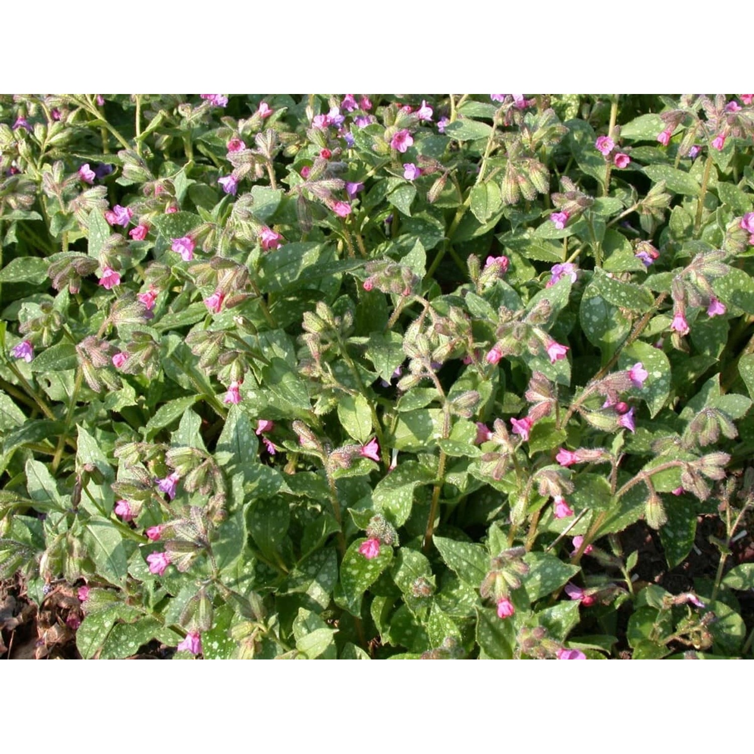 Pulmonaria Saccharata Mrs Moon Geflecktes Lungenkraut Ca. 9x9 cm Topf günstig online kaufen
