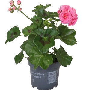 Hängende Geranie Rosa im Topf (ca. 12cm). Pelargonium mit rosa Blüten und grünen Blättern.