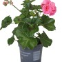 Hängende Geranie Rosa im Topf (ca. 12cm). Pelargonium mit rosa Blüten und grünen Blättern.