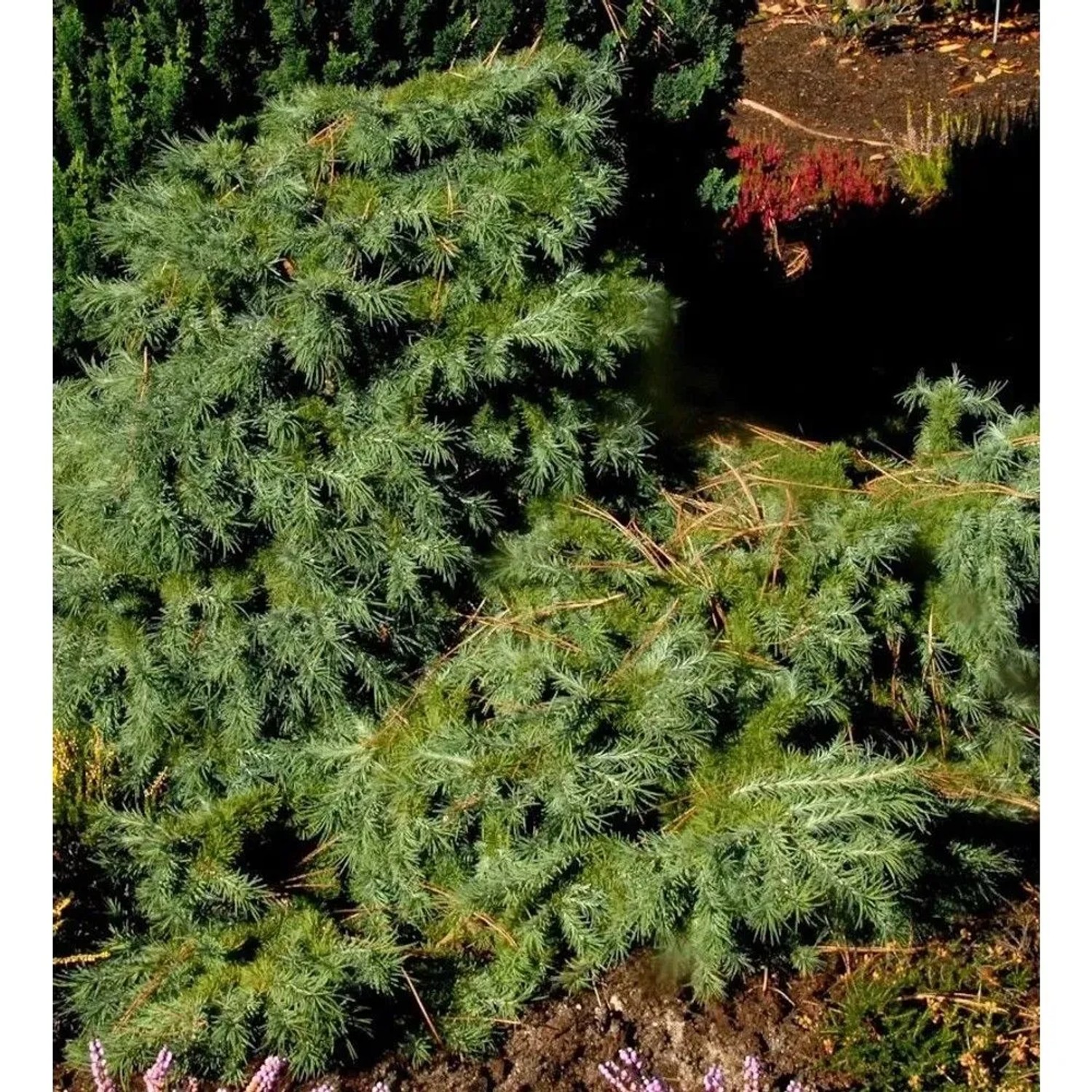 Japanische Lärche Blue Dwarf 40-50cm - Larix kaempferi