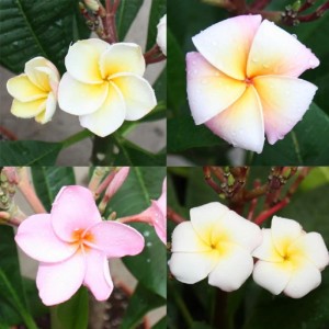 Hawaianischer Tempelbaum Plumeria mit Blüten in verschiedenen Farben.