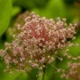 Nahaufnahme der rosa Blüten der Ceanothus Pallidus Marie Simon Säckelblume.