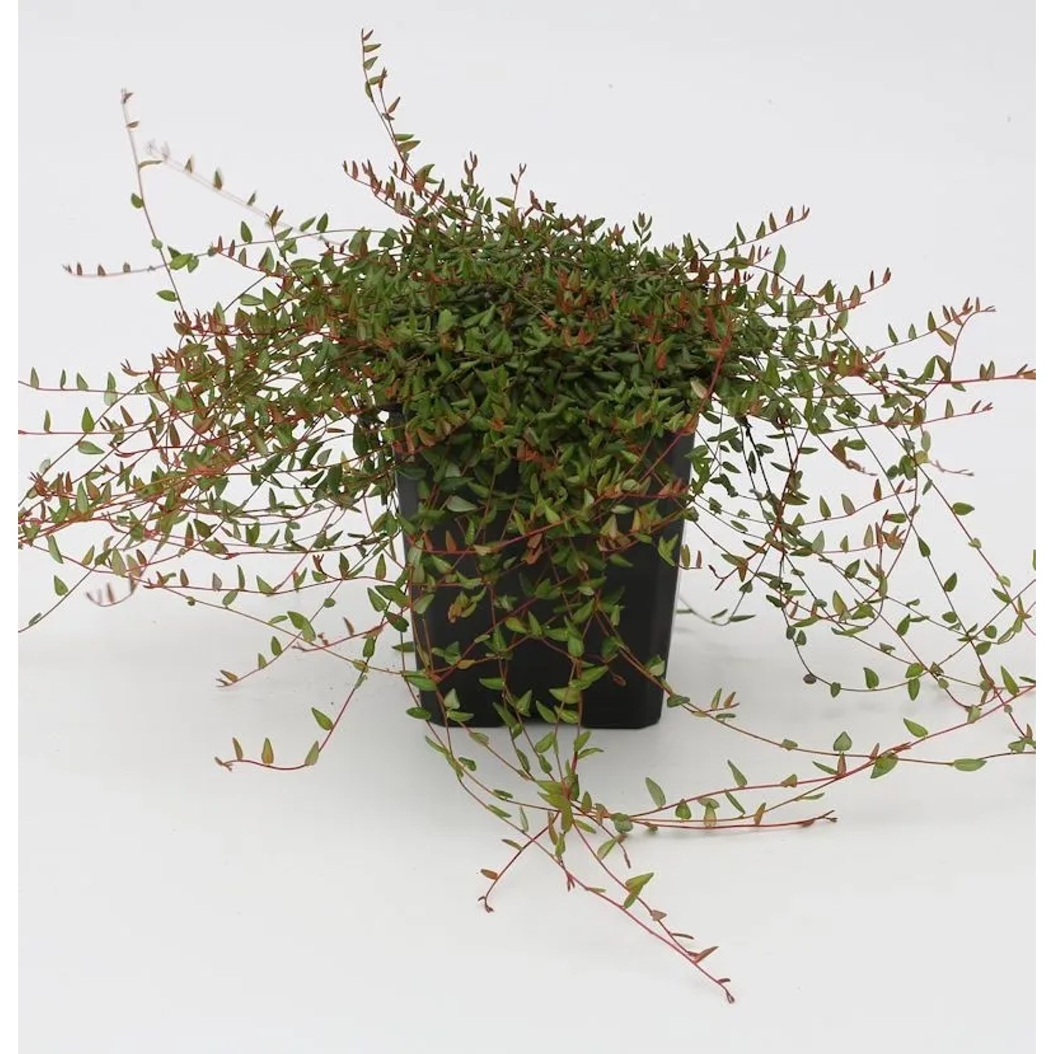 Gewöhnliche Moosbeere 20-30cm - Vaccinium oxycoccus