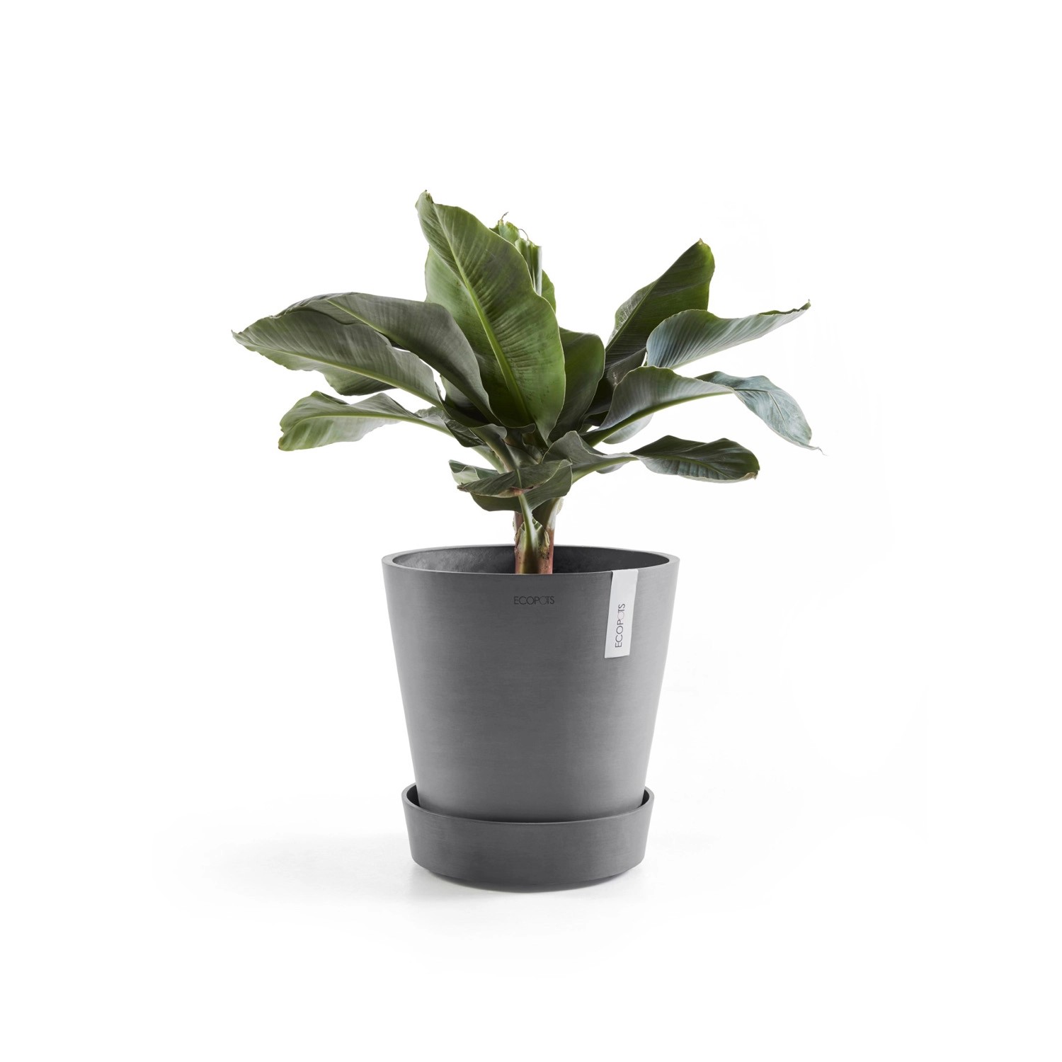 Ecopots Untersetzer Amsterdam Rollen, grau, 28,7x8,3 cm, mit Pflanze im Topf.