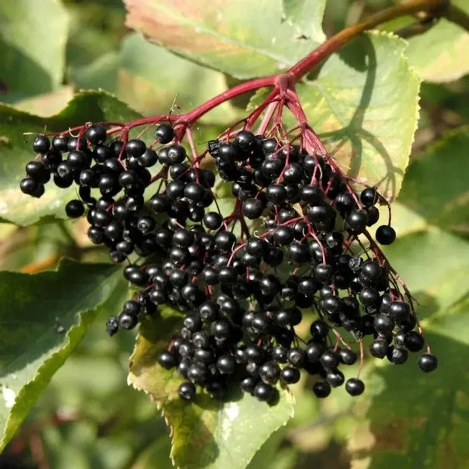 Schwarzer Holunder 80-100cm - Sambucus nigra