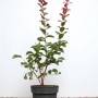 Lagerstroemia Indica 'Dynamite' im Topf, 60-80 cm hoch, mit grünen und roten Blättern.