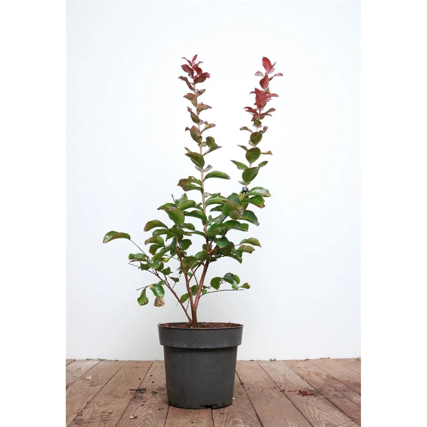 Lagerstroemia Indica Flieder 'Dynamite' 60-80 cm günstig online kaufen