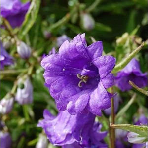 Nahaufnahme einer lila Nesselglockenblume (Campanula trachelium) der Sorte Bernice.