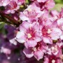 Nahaufnahme der rosa Blüten der Weigelie Florida Nana Variegata, einem dekorativen Strauch.