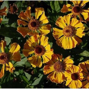Sonnenbraut 'Feuersiegel': Gelb-orange Blüten mit brauner Mitte, Beetstaude.