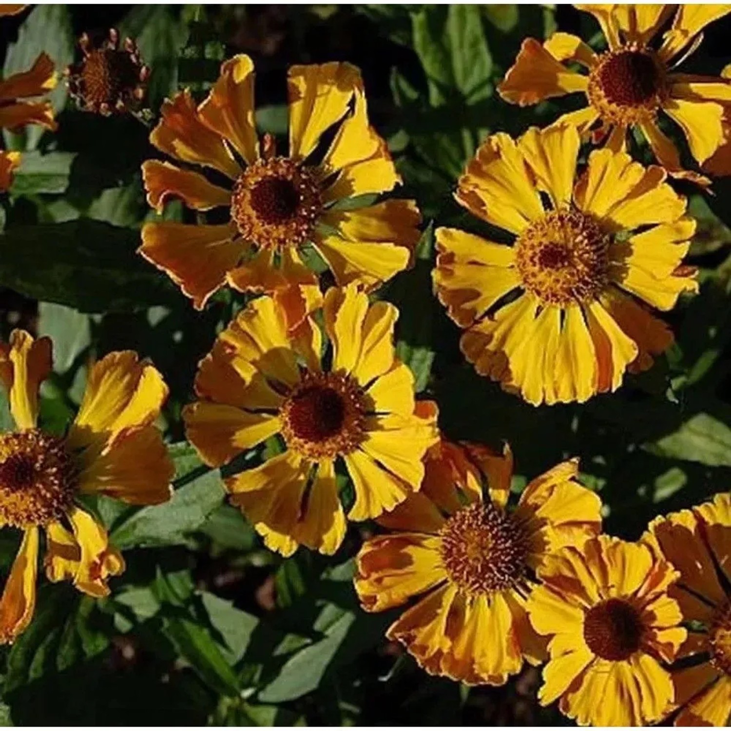 Sonnenbraut Feuersiegel - Helenium cultorum