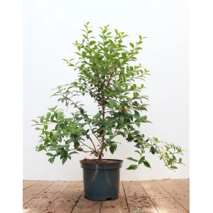 Osmanthus Burkwoodii im Topf, immergrüne Duftblüte mit grünen Blättern, ca. 30-40 cm hoch.