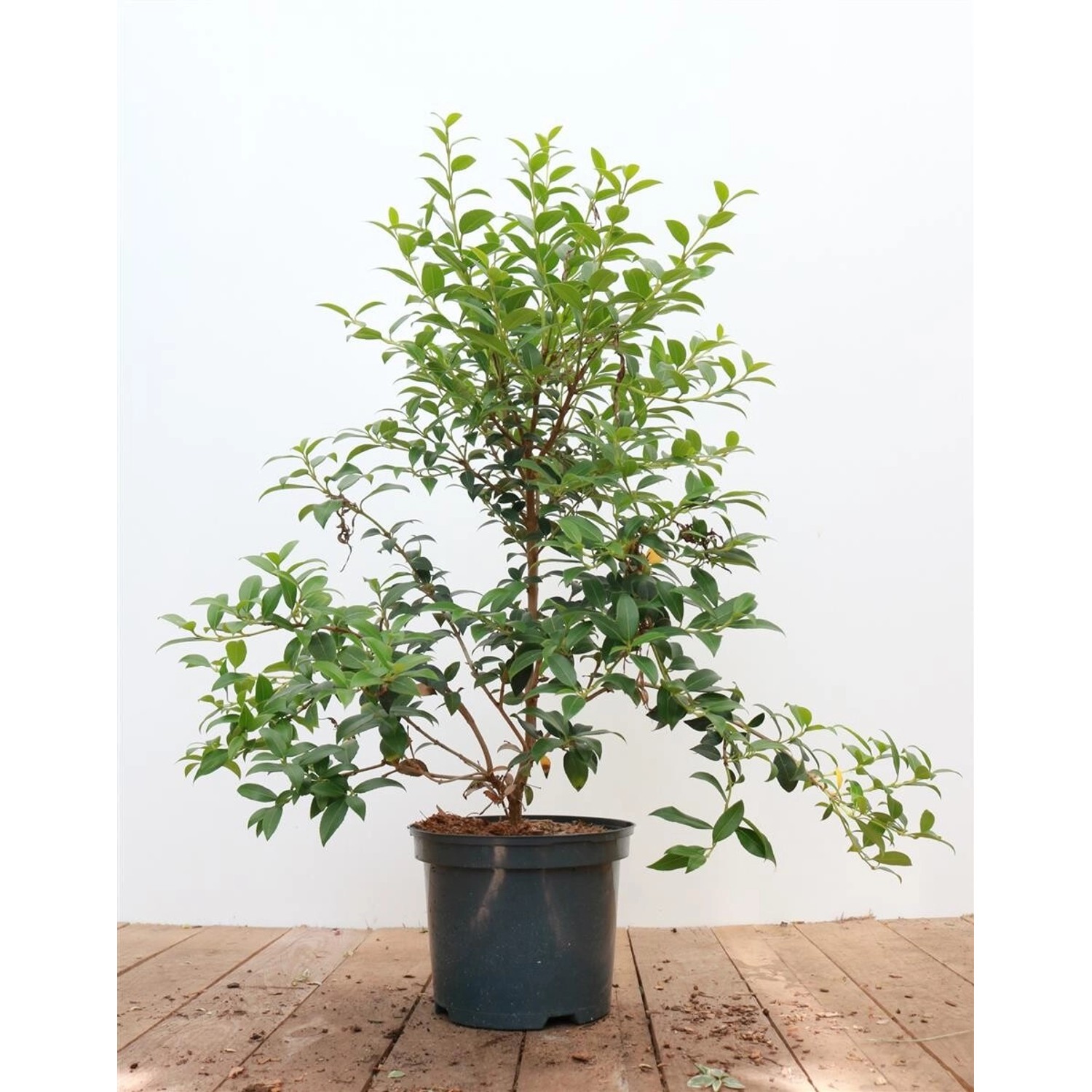 Osmanthus Burkwoodii Duftblüte Immergrün 30–40 cm günstig online kaufen