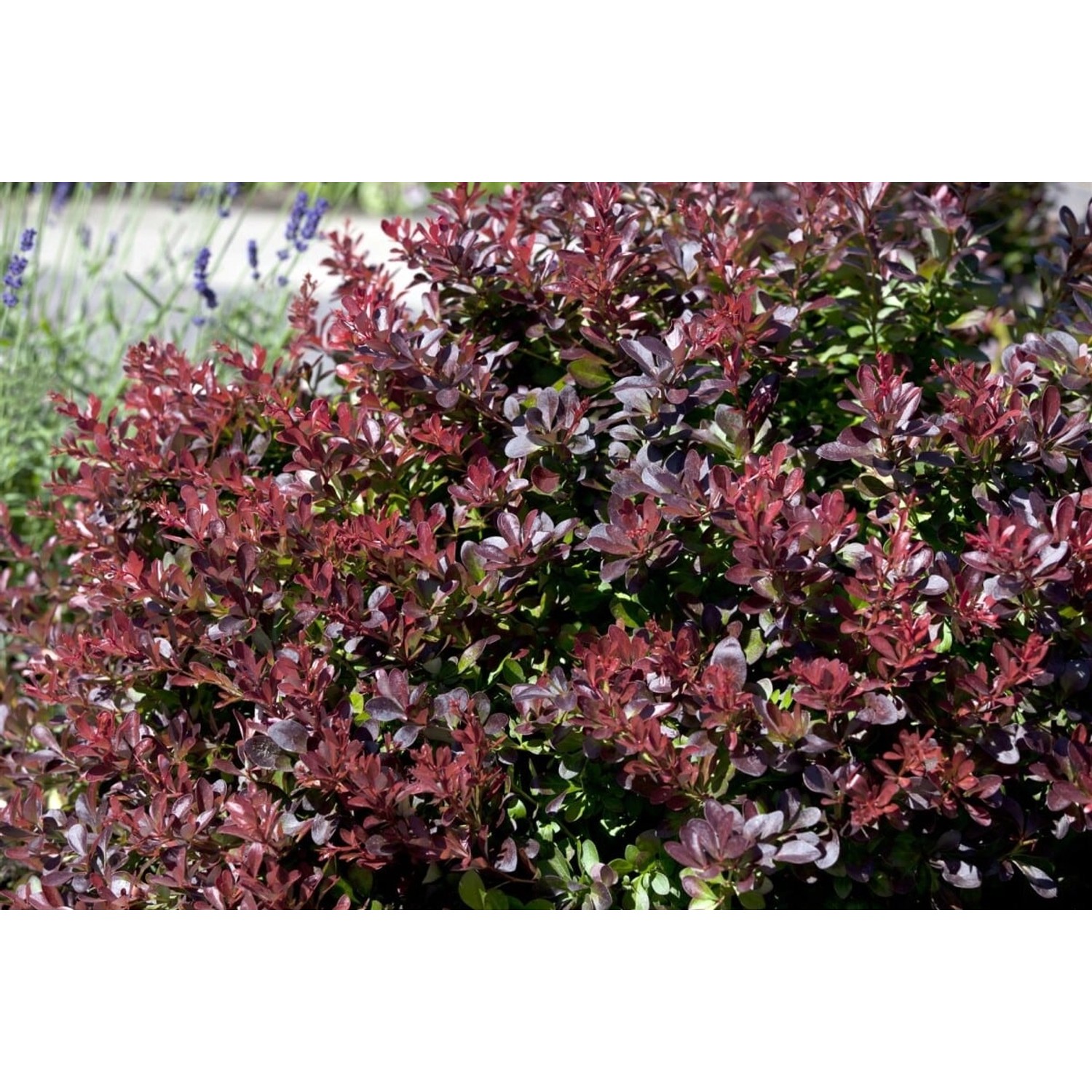 Berberis Thunbergii Concorde Blutberberitze Kompakt 15–20 cm günstig online kaufen