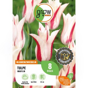 Packung GROW by OBI Tulpe Marylin, rosa-weiße Lilienblütige Tulpen, 8 Stück, Blütezeit April-Mai.