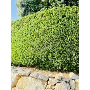 Dichte, grüne Thuja Smaragd Hecke im Garten, ideal als Sichtschutz und Windschutz.