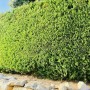 Dichte, grüne Thuja Smaragd Hecke im Garten, ideal als Sichtschutz und Windschutz.