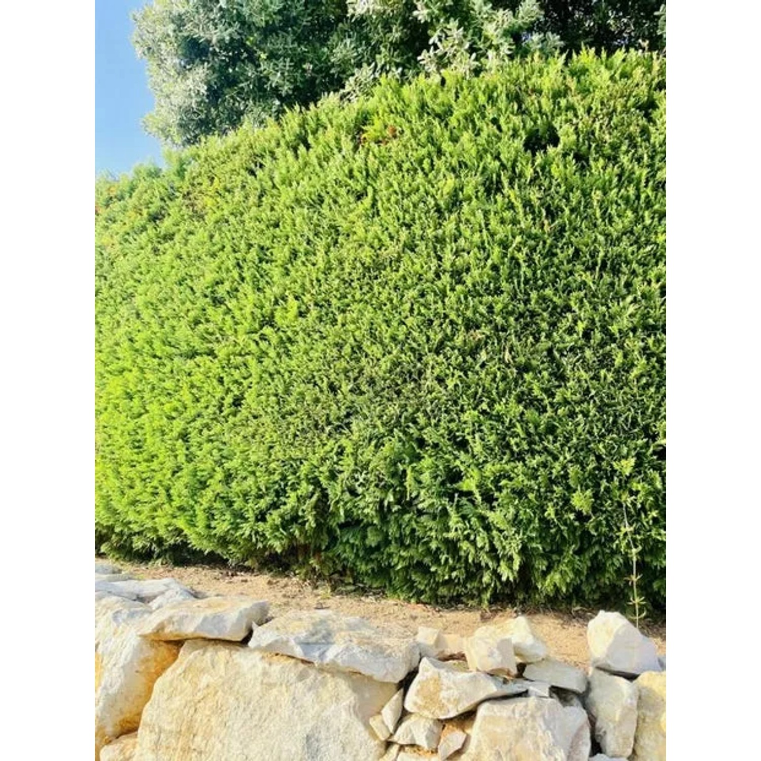 Dichte, grüne Thuja Smaragd Hecke im Garten, ideal als Sichtschutz und Windschutz.