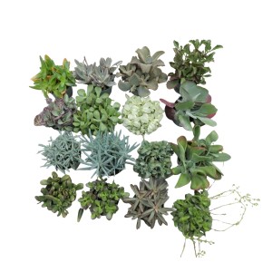Western-Mix Sortenauswahl: Kalanchoe und Senecio im 14 cm Topf, verschiedene Sukkulenten.