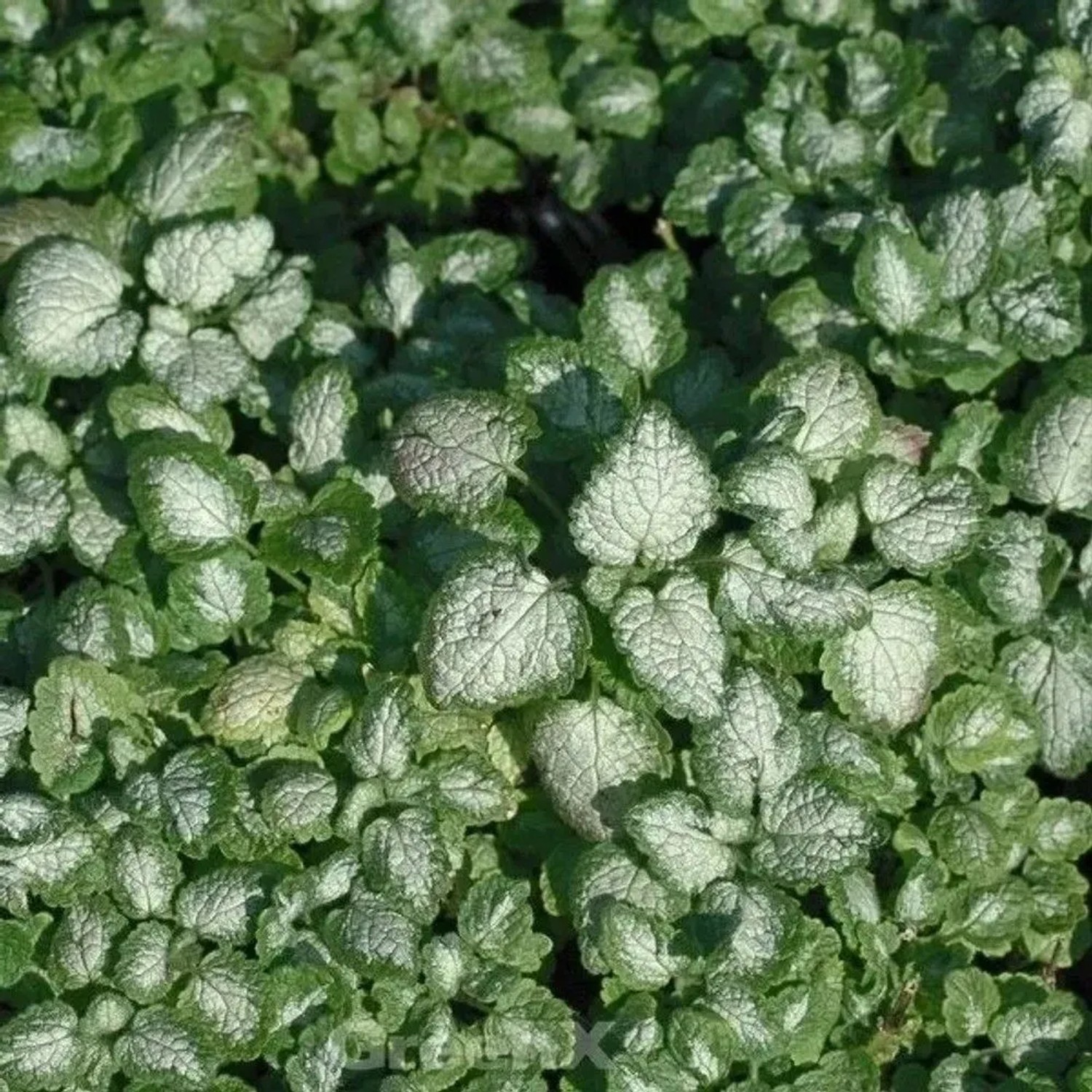 Waldnessel Red Nancy - Lamium maculatum