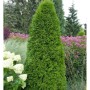 Smaragd Lebensbaum (Thuja occidentalis) mit kegelförmigem Wuchs im Garten.