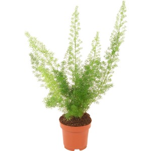 Zarter Zierspargel im Topf, eine dekorative Grünpflanze für Innenräume.