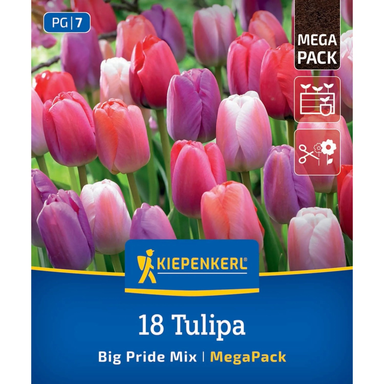 Kiepenkerl Blumenzwiebel Mega-Pack Darwin-Hybrid-Tulpen Big Pride Mix 18 Stück