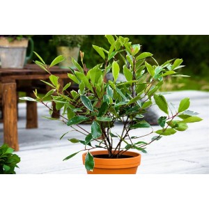 Glanzmispel Photinia Louise im Topf, 60-80 cm, grüne Blätter mit hellem Rand. Ideal als Strauch für Garten und Kübel.