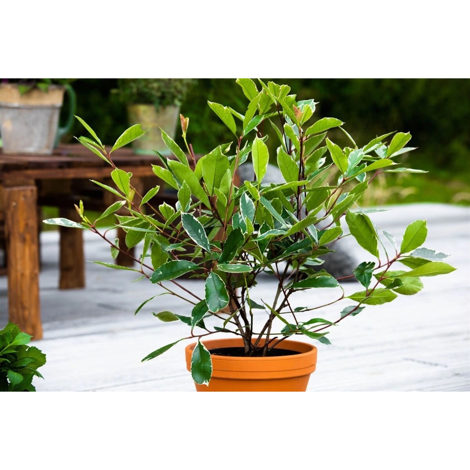Photinia Fraseri Louise Glanzmispel 60–80 cm günstig online kaufen