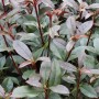 Detailaufnahme der Glanzmispel Devils Dream (Photinia fraseri) mit roten Trieben und grünen Blättern.