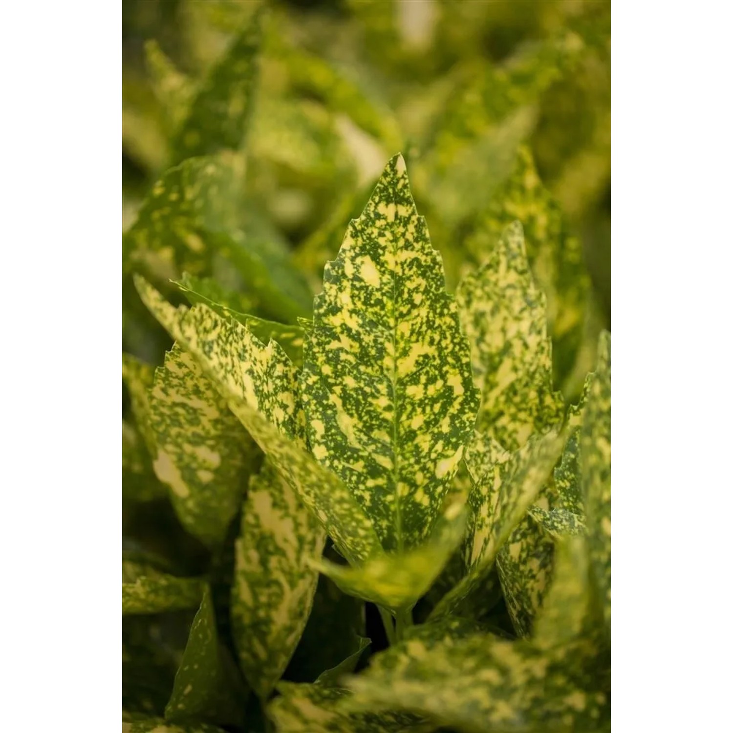 Japanische Aukube 'Variegata': Buntlaubiger Strauch mit gelb gesprenkelten Blättern.