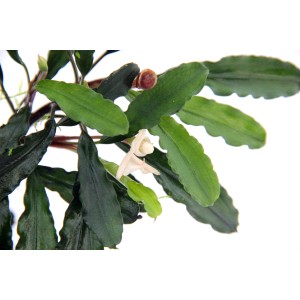 Dennerle Aquariumpflanze Bucephalandra Wavy Leaf mit grünen Blättern und weißer Blüte.