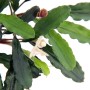 Dennerle Aquariumpflanze Bucephalandra Wavy Leaf mit grünen Blättern und weißer Blüte.
