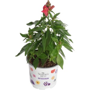 Löwenmäulchen Summer Survivors im 12 cm Topf, leuchtend rote Sommerpflanze für Garten und Balkon.