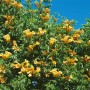 Gelbe Trompetenblume (Campsis Radicans Flava) mit üppigen Blüten vor blauem Himmel.