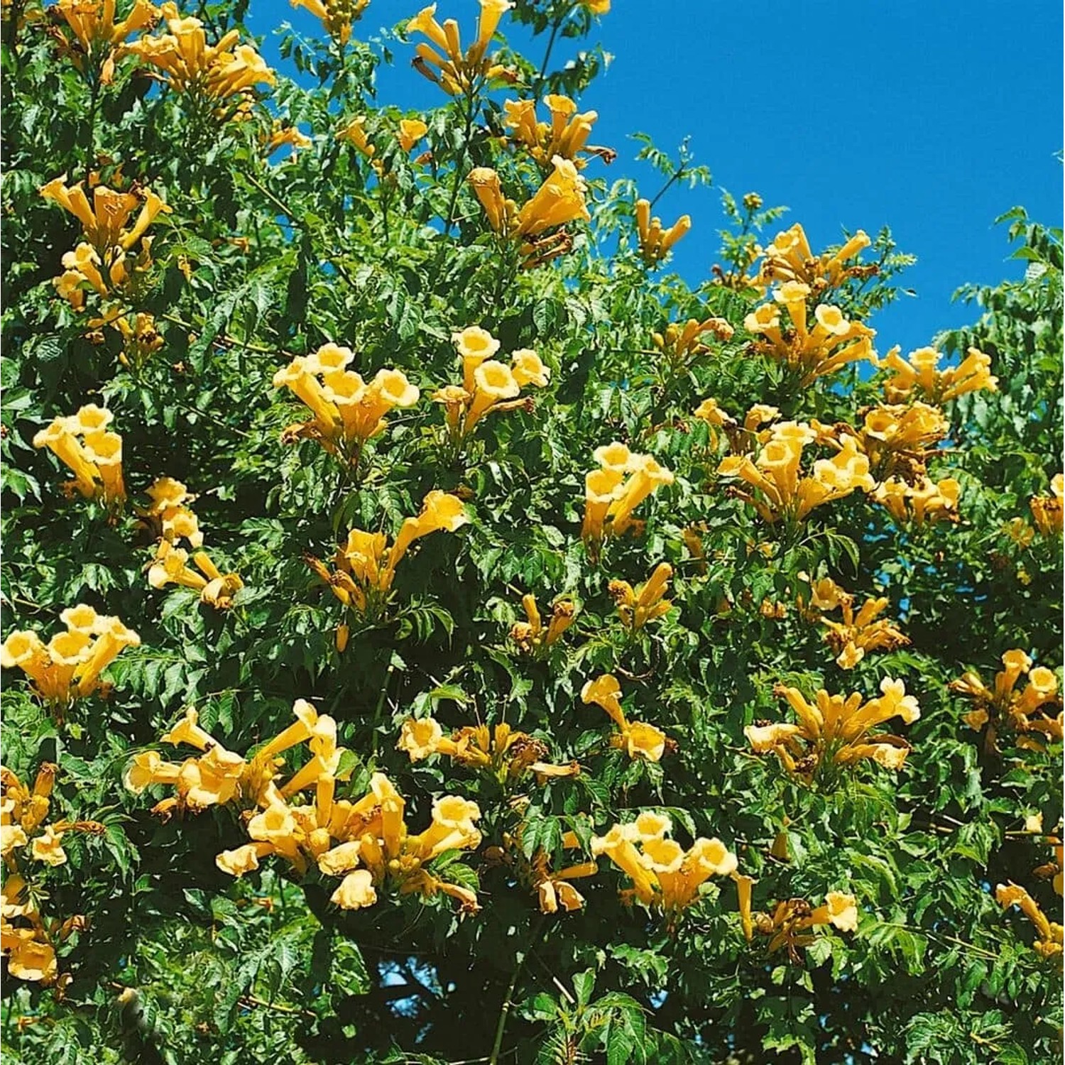 Gelbe Trompetenblume (Campsis Radicans Flava) mit üppigen Blüten vor blauem Himmel.
